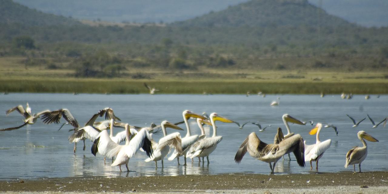Jacaranda Lake Elementaita Lodge Gilgil Bagian luar foto